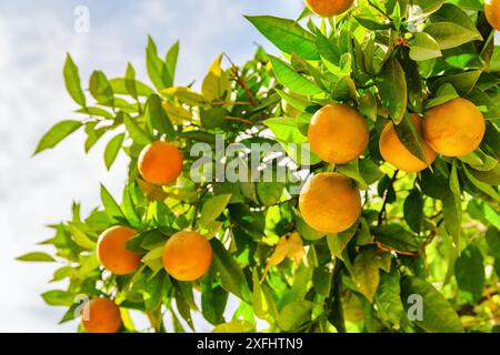 Vista panoramica delle arance mature appese all'albero prima della raccolta. Frutta matura brillante alla luce del sole in giardino. Agricoltura biologica. Cibo sano e ecologico. Foto Stock