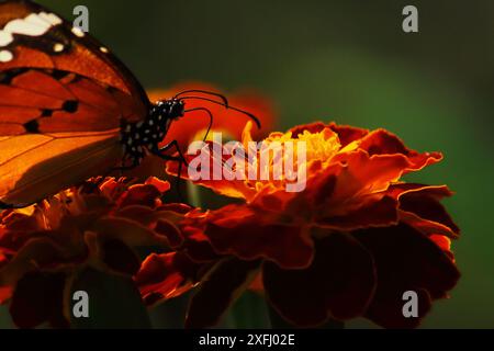 bella farfalla di tigre, nota anche come regina africana o monarca africano (danaus chrysippus), succhiando il nettare e impollinando il fiore Foto Stock