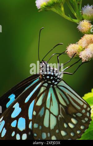 bella farfalla tirumala (tirumala limniace) che si trova nell'asia meridionale, succhiando il nettare e impollinando il fiore Foto Stock