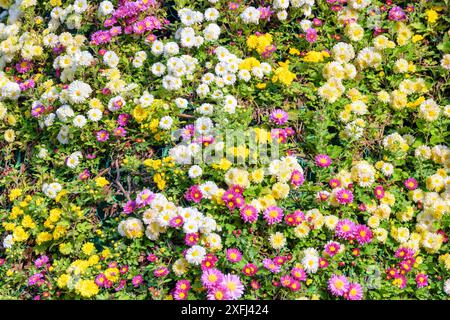 Bellissimi e luminosi crisantemi di diversi colori. Fiori da giardino rosa, giallo e bianco. Foto Stock