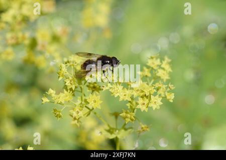 Primo piano Blacklet hoverfly Bumblebee (Cheilosia illustrata) su fiori di mantello femminile (Alchemilla mollis). Giardino olandese. Estate, luglio, Paesi Bassi Foto Stock