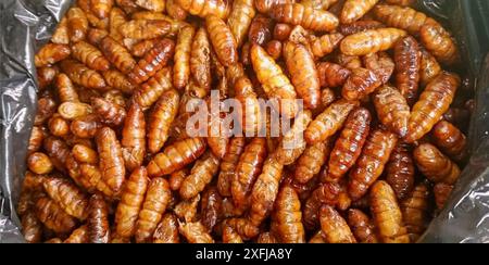 Pupae di bachi da seta fritti, uno spuntino tradizionale Foto Stock