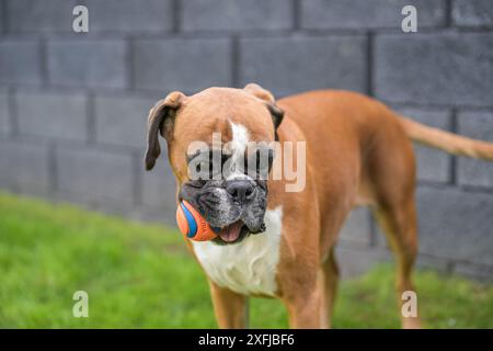 3 anni di purosangue rosso pugile tedesco dorato cane cucciolo saltare giocare con una palla. Foto Stock