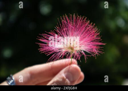 Fioritura di Albizia julibrissin, rosa seta persiana fiore soffice in mano femminile. Fiori cinesi in fiore rosa acacia nel giardino botanico primaverile. Foto Stock