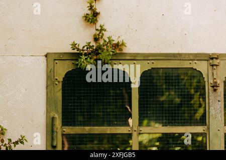 Una vecchia finestra verde d'epoca ricoperta di piante verdeggianti. Serra in un giardino. Casa rustica abbandonata. Esterno dell'edificio abbandonato. Foto Stock