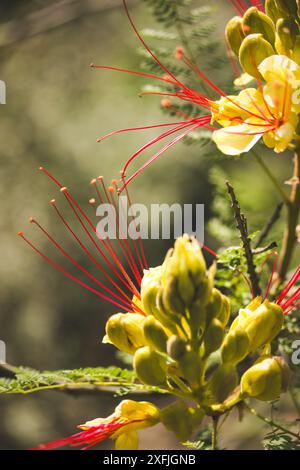 Erythrostemon gilliesii noto anche come uccello del paradiso. Esotico fiore rosso con petali gialli, stami. Natura estiva Fiore selvatico Caesalpinia gilliesii Foto Stock