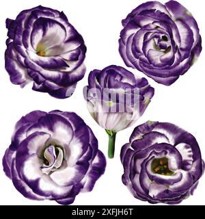 set di cinque grandi fiori di lisianto, eustoma e campanile. Bianco e viola, boccioli aperti. Vista dall'alto. Illustrazione acquerello. Foto Stock