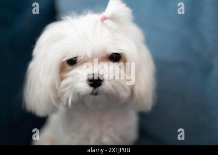 Piccolo cane maltese che guarda la macchina fotografica su sfondo blu Foto Stock