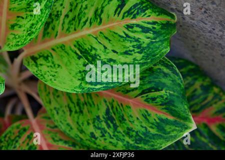 Primo piano della foglia di Aglaonema Maria Foto Stock