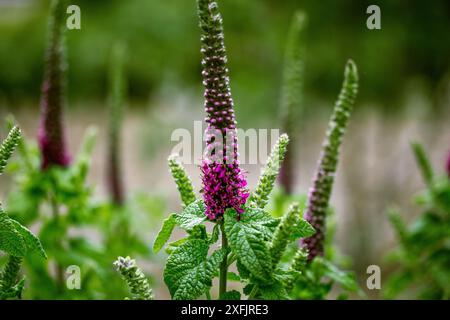 Impianto medico Teucrium hircanicum. La salvia di legno delle code viola cresce in una foresta, in un giardino. Pianta decorativa ornamentale germander iraniana. Fiore viola selvatico. Foto Stock