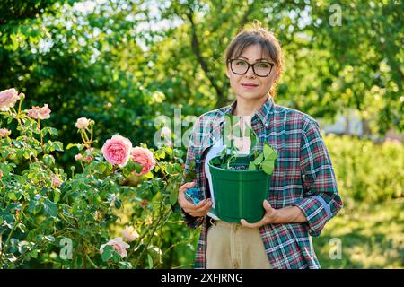 Donna con talee di rose, radicamento, coltivazione di nuove piante da talee Foto Stock