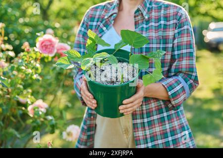 Radicare le ortensie, coltivare nuove piante da talee Foto Stock