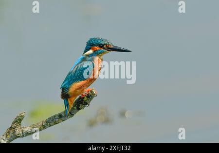 Kingfisher comune Foto Stock