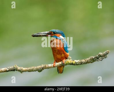 Kingfisher comune Foto Stock