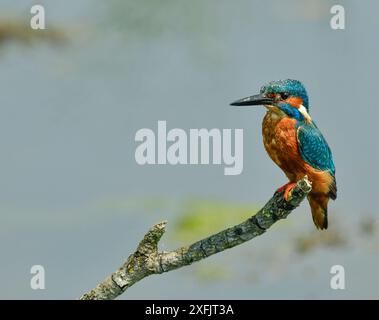 Kingfisher comune Foto Stock