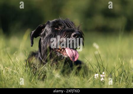 Ritratto di Giant Schnauzer. Bel cane steso sull'erba durante il sole del giorno estivo. Foto Stock