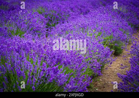 File di lavanda densamente piantata in pieno fiore Foto Stock