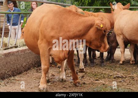 Foto datata 02/07/24 del primo ministro Rishi Sunak con il procuratore generale e candidato parlamentare per Banbury, Victoria Prentis, che guarda le mucche durante una visita alla Wykham Park Farm a Banbury, Oxfordshire, mentre si trova sulle tracce della campagna elettorale generale. I conservatori, e il primo ministro Rishi Sunak in particolare, hanno subito una campagna a volte feroce nelle elezioni generali del 2024, e hanno viaggiato per tutta la lunghezza e l'ampiezza della terra per raccogliere voti per i conservatori. Data di pubblicazione: Giovedì 4 luglio 2024. Foto Stock