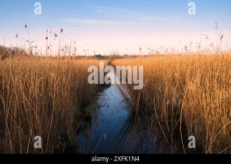 Serenità di una tranquilla palude al tramonto con erbe dorate che si riflettono in acque calme Foto Stock