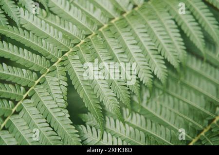 Fern lascia da vicino. Fondo di felce floreale naturale Foto Stock
