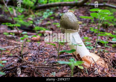 Corno comune, Phallus impudicus. Genere Phallus stinkhorns funghi profumati Foto Stock