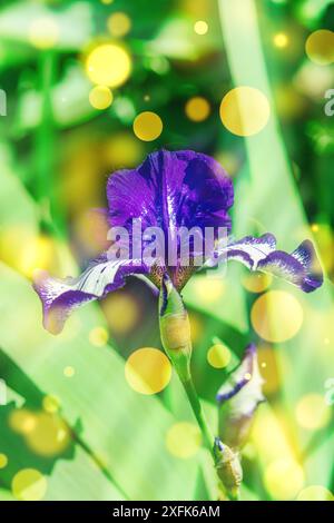 Fiori di Iris in fiore nel giardino. Sfondo floreale naturale, biglietto di auguri, atmosfera festosa. Design da cartolina delle Iridaceae, luce solare brillante Foto Stock