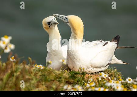 Gannets, un paio di gannets che nidificano sulla cima della scogliera a Bempton, nell'East Yorkshire in estate. Nome scientifico: Morus bassanus. Orizzontale. Spazio f Foto Stock