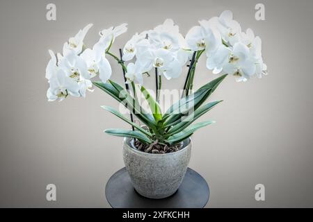 Una pianta di orchidea bianca con molti fiori in una pentola grigia davanti a uno sfondo grigio Foto Stock