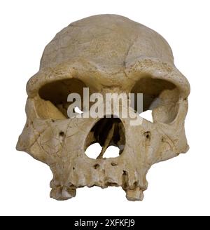 L'Homo heidelbergensis (Homo erectus heidelbergensis, Homo sapiens heidelbergensis) è una specie estinta o sottospecie umana arcaica che esisteva d Foto Stock