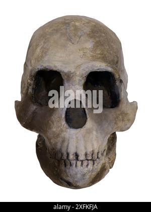 L'Homo naledi è una specie estinta di arcaico umano scoperta nel 2013 nel sistema delle grotte Rising Star Foto Stock