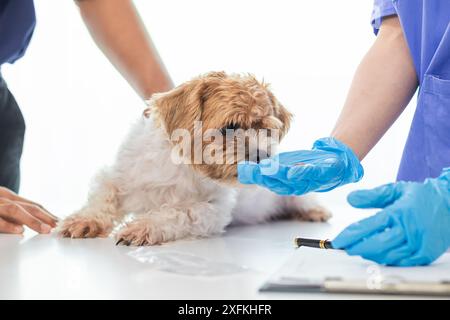 Veterinario che si specializzano in medicina veterinaria stanno esaminando la salute di cane all'interno di ospedale animale cercare malattie e lesioni in cane. veterinario Foto Stock