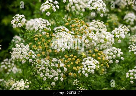 Pianta di legna ( Conium maculatum ) che cresce selvatica nella campagna del Sussex . Una pianta notoriamente velenosa, la cicuta produce ammassi simili a ombrelli di fiori bianchi in estate. Credito britannico Simon Dack Foto Stock