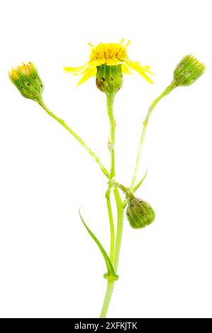 Ragwort a foglia stretta (Senecio inaequidens), Ludwigshafen, Pfalz, Germania. Ottobre. Progetto Meetyourneighbors.net Foto Stock