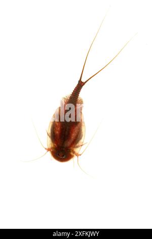 Gamberi di tadpole (Triops cancriformis), Muhldorferstrasse, Mannheim, Germania. Agosto. Progetto Meetyourneighbors.net Foto Stock