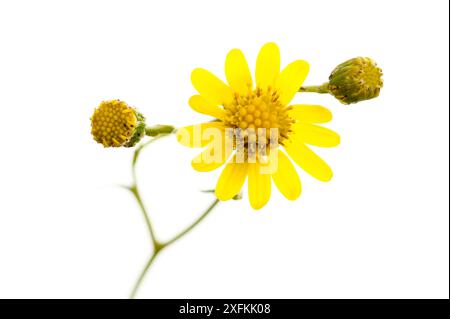 Fiori di ragmosto (Senecio inaequidens), Ludwigshafen, Pfalz, Germania. Settembre. Progetto Meetyourneighbors.net Foto Stock