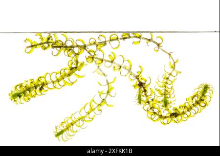 Pondweed canadese (Elodea canadensis), Lindenberg, Pfalz, Germania. Ottobre. Progetto Meetyourneighbors.net Foto Stock