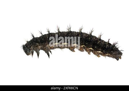 Painted Lady Butterfly (Vanessa cardui) caterpillar, Lorsch, Assia, Germania. Marzo. Progetto Meetyourneighbors.net Foto Stock