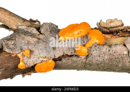 Polio rosso cinabro (Pycnoporus cinnabarinus) su ramo, Bienwald, Germania. Progetto Meetyourneighbors.net. Foto Stock