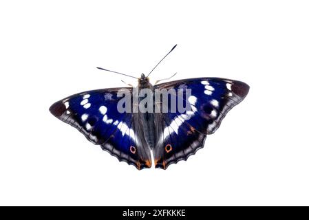 Farfalla dell'imperatore viola (Apatura iris) adulto, Mannheim, Germania. Progetto Meetyourneighbors.net. Foto Stock