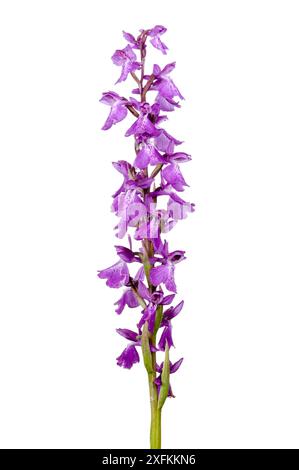 Marsh orchis (Orchis palustris), riserva naturale di Lochbusch-Konigswiesen, Mitteltrumm, Germania. Progetto Meetyourneighbors.net. Foto Stock