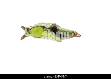 Farfalla ammiraglio bianco (Limenitis camilla) pupa, Mannheim, Germania. Progetto Meetyourneighbors.net. Foto Stock