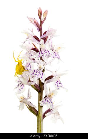 Ragno di granchio d'oro (Misumena vatia) sull'orchidea maculata di Heath (Dactylorhiza maculata), Buechelberg, Renania-Pfalz, Germania. Progetto Meetyourneighbors.net. Foto Stock