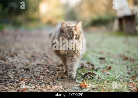 Foresta siberiana cat, (felis catus), con pattern di tartaruga, età 2 anni, in giardino. Bristol, Regno Unito Foto Stock