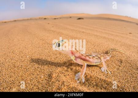 Geco con spalla (Palmatogecko rangei) deserto del Namib, Namibia Foto Stock