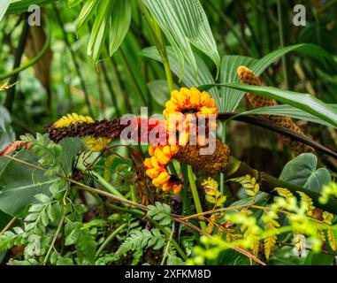 Carludovica palmata o toquilla di palma (Ciclanthaceae) Foto Stock