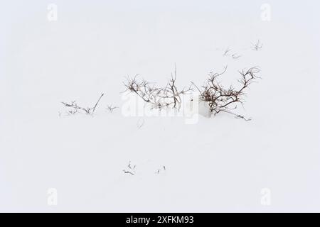 Lepre artica (Lepus arcticus) nella neve, Churchill, Baia di Hudson, Manitoba, Canada. Novembre Foto Stock