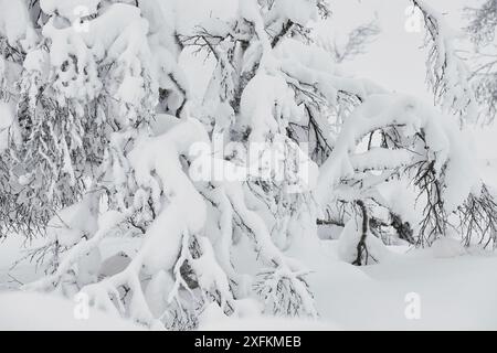 Grotta di salice (Lagopus lagopus) estremamente ben mimetizzata sotto l'albero carico di neve, Inari Kiilopaa Finlandia gennaio Foto Stock