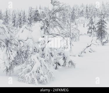 Grotta di salice (Lagopus lagopus) estremamente ben mimetizzata sotto l'albero carico di neve, Inari Kiilopaa Finlandia gennaio Foto Stock