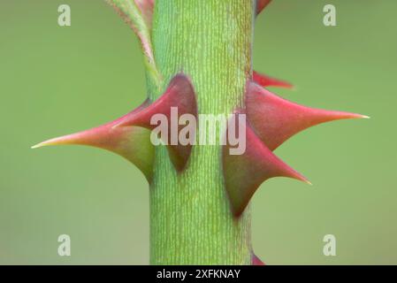 Spine di rosa selvatica (Rosa sp), Var, Francia, maggio. Foto Stock