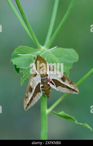 Spurge falco-falena (Hyles euphorbiae) Lorgues, Provenza, Francia meridionale, maggio. Foto Stock